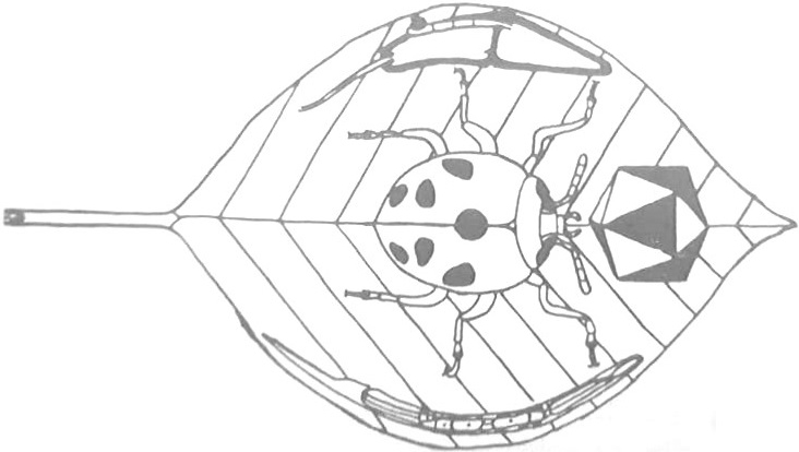 First logo Vereniging van Studenten in de Plantenziektenkunde